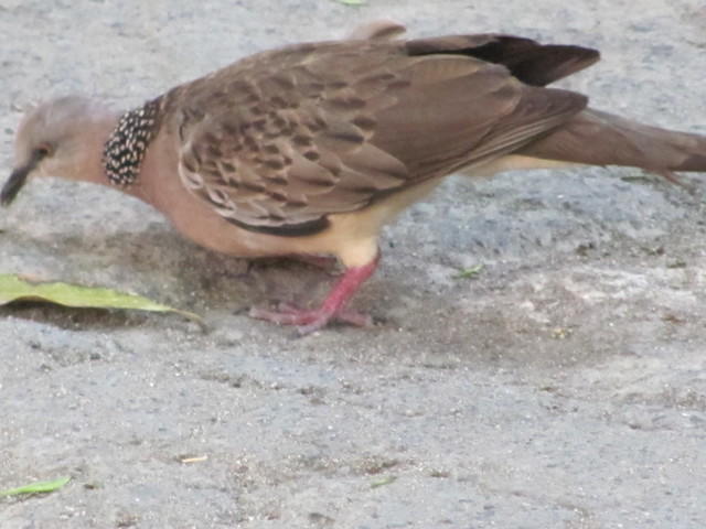 IMG 0999