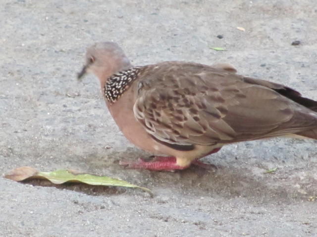 IMG 1000