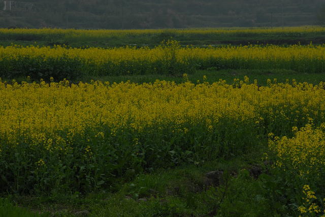 DSC 0017