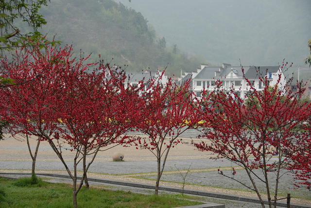 DSC 0050