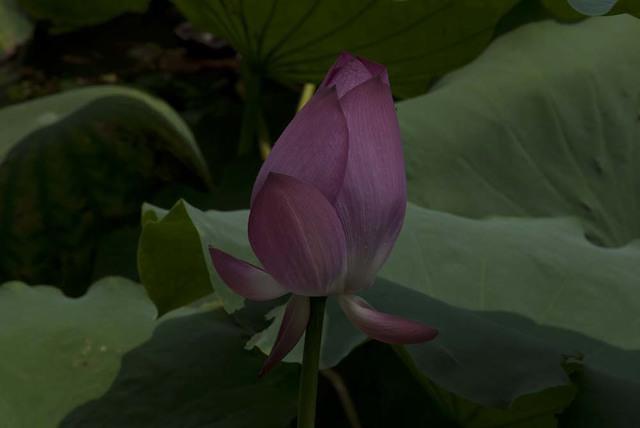 DSC 0034