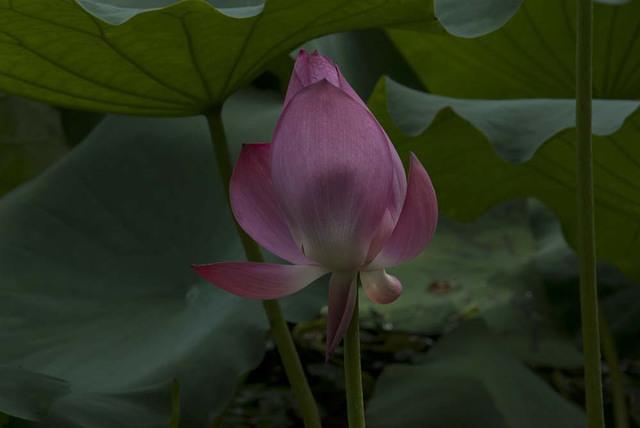 DSC 0038