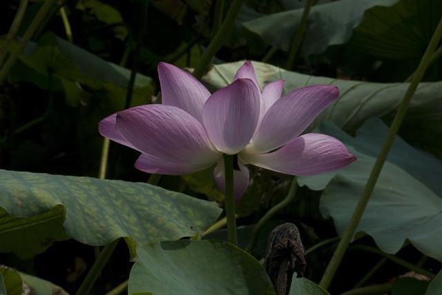 DSC 0050