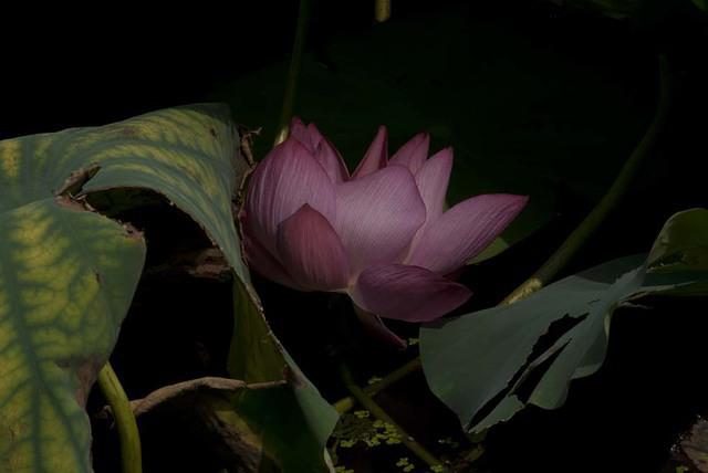DSC 0057