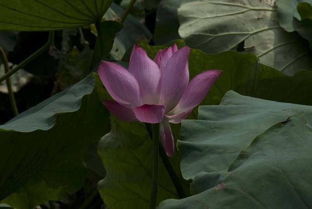 DSC 0060