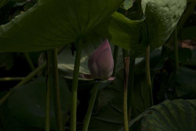 DSC 0061