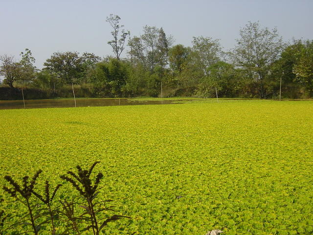 DSC06985