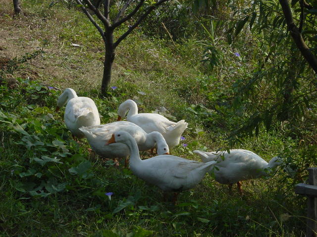 DSC06993