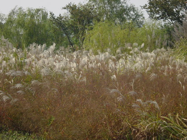 DSC06995
