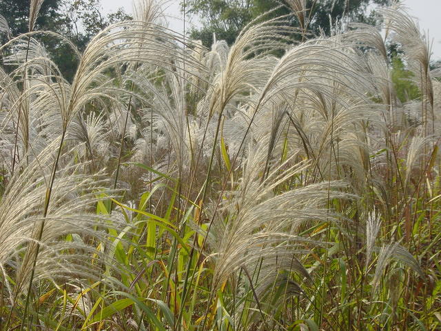 DSC07004