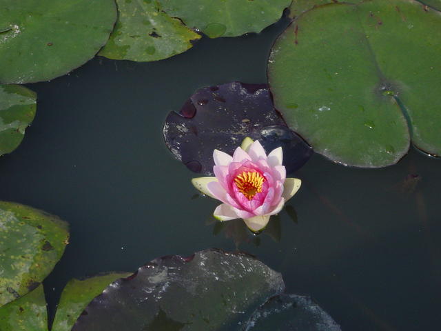 DSC07005