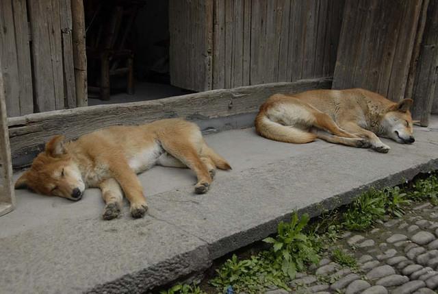two dogs sleepingwebsite