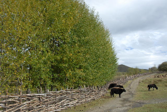 country road