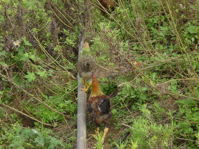 DSC06630