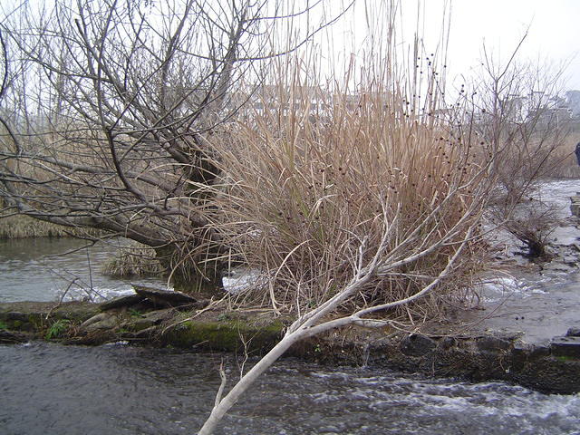 DSC01521