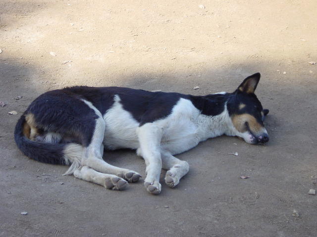 DSC03277