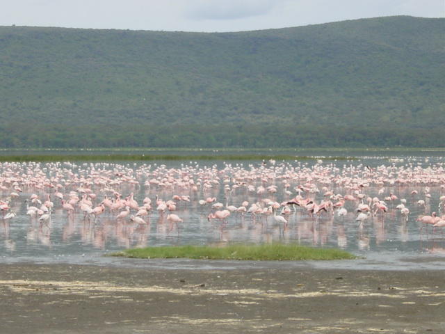Flamingo