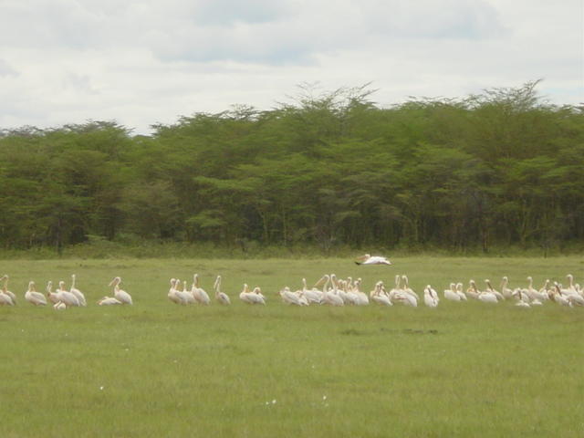 Pelecanus Onocrotalus