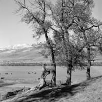 Xinjiang Narat grassland