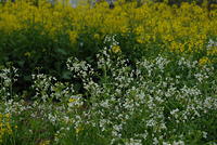 DSC 0004