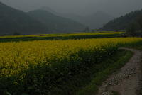 DSC 0016