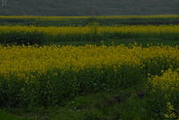 DSC 0017