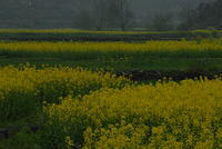 DSC 0018