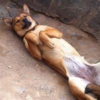 dog