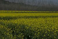 Canola Flowers by Hongshiwang Tonglu-April 5,2011