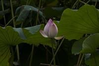 DSC 0022
