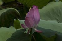 DSC 0033
