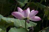 DSC 0044
