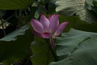 DSC 0060