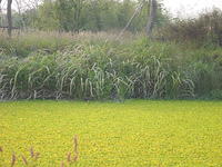 DSC07008