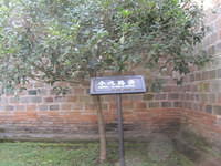 IMG 0517