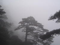 Mountain Sanqing-2006.1.30-2.1