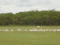 Pelecanus Onocrotalus
