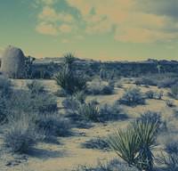 Palm Spring-November 20,2012