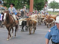 cow boy